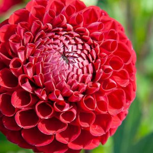 Dahlia Cornel,Cornel Dahlia, Ball Dahlias, Red Dahlias, Dahlia Tubers, Dahlia Bulbs, Dahlia Flower, Dahlia Flowers, summer bulbs