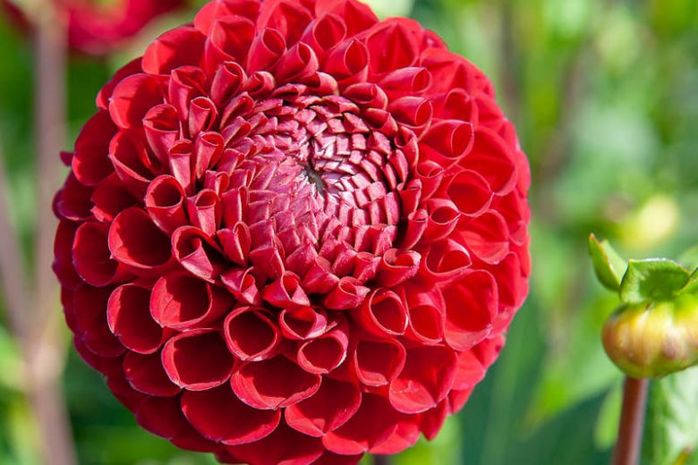 Dahlia Cornel,Cornel Dahlia, Ball Dahlias, Red Dahlias, Dahlia Tubers, Dahlia Bulbs, Dahlia Flower, Dahlia Flowers, summer bulbs