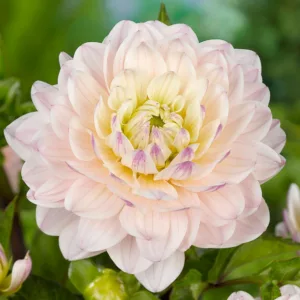 Dahlia Diana's Memory, Diana's Memory Dahlia, Decorative Dahlias, Dahlia for borders, Dahlia for containers, Dahlia for cutting, white Dahlias, cream Dahlias, Dahlia with dark foliage, dark-leaved dahlias, Dahlia Tubers, Dahlia Bulbs