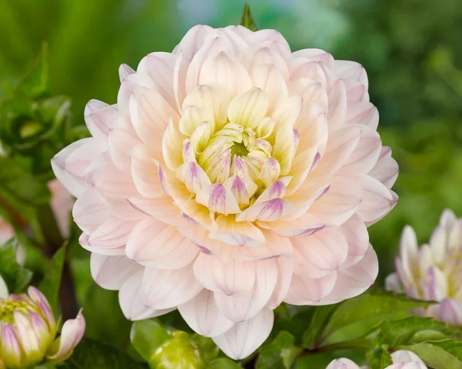 Dahlia Diana's Memory, Diana's Memory Dahlia, Decorative Dahlias, Dahlia for borders, Dahlia for containers, Dahlia for cutting, white Dahlias, cream Dahlias, Dahlia with dark foliage, dark-leaved dahlias, Dahlia Tubers, Dahlia Bulbs