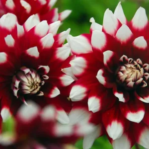 Dahlia Duet, 'Duet' Dahlia, Decorative Dahlias, Dinner Plate Dahlias, Bicolor Dahlias, Red Dahlias, Dahlia Tubers, Dahlia Bulbs, Dahlia Flower, Dahlia Flowers, summer bulbs