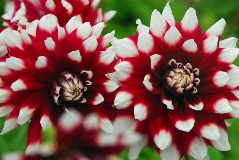 Dahlia Duet, 'Duet' Dahlia, Decorative Dahlias, Dinner Plate Dahlias, Bicolor Dahlias, Red Dahlias, Dahlia Tubers, Dahlia Bulbs, Dahlia Flower, Dahlia Flowers, summer bulbs