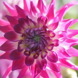 Dahlia 'Dutch Explosion', 'Dutch Explosion' Dahlia, Cactus Dahlias, Bicolor Dahlia Flowers, Purple Dahlias, Dahlia Tubers, Dahlia Bulbs, Dahlia Flower, Dahlia Flowers, summer bulbs