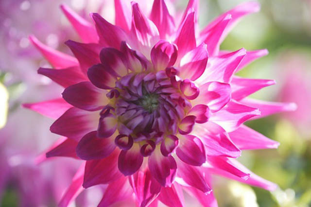 Dahlia 'Dutch Explosion', 'Dutch Explosion' Dahlia, Cactus Dahlias, Bicolor Dahlia Flowers, Purple Dahlias, Dahlia Tubers, Dahlia Bulbs, Dahlia Flower, Dahlia Flowers, summer bulbs