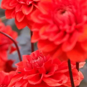 Dahlia 'Ellen Huston', Dahlia 'Ellen Houston' 'Ellen Huston' Dahlia, 'Ellen Houston' Dahlia, Decorative Dahlias, AGM Dahlia, red Dahlias, Dahlia Tubers, Dahlia Bulbs, Dahlia Flower, Dahlia Flowers, summer bulbs