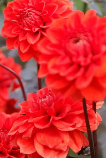Dahlia 'Ellen Huston', Dahlia 'Ellen Houston' 'Ellen Huston' Dahlia, 'Ellen Houston' Dahlia, Decorative Dahlias, AGM Dahlia, red Dahlias, Dahlia Tubers, Dahlia Bulbs, Dahlia Flower, Dahlia Flowers, summer bulbs