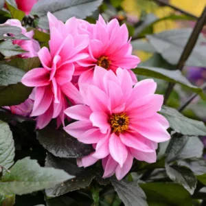 Dahlia Fascination, 'Fascination' Dahlia, Peony-Flowering Dahlias, AGM Dahlia, Purple Dahlia, Pink Dahlia, Dahlia with dark foliage, Peony-Flowering Dahlias, Miscellaneous Dahlias,  Dahlia Tubers, Dahlia Bulbs, Dahlia Flower, Dahlia Flowers, summer bulbs