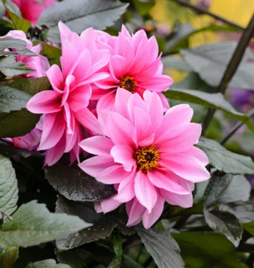 Dahlia Fascination, 'Fascination' Dahlia, Peony-Flowering Dahlias, AGM Dahlia, Purple Dahlia, Pink Dahlia, Dahlia with dark foliage, Peony-Flowering Dahlias, Miscellaneous Dahlias,  Dahlia Tubers, Dahlia Bulbs, Dahlia Flower, Dahlia Flowers, summer bulbs