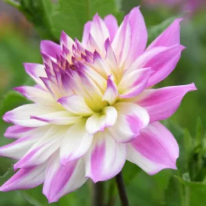 Dahlia 'Ferncliff Illusion', 'Ferncliff Illusion' Dahlia, Decorative Dahlias, Dinner Plate Dahlias, Dinnerplate Dahlias, Giant Dahlias, Purple Dahlias, Dahlia Tubers, Dahlia Bulbs, Dahlia Flower, Dahlia Flowers, summer bulbs