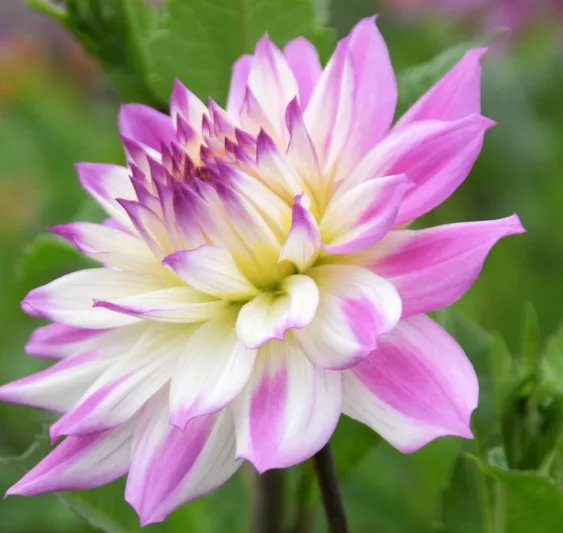 Dahlia 'Ferncliff Illusion', 'Ferncliff Illusion' Dahlia, Decorative Dahlias, Dinner Plate Dahlias, Dinnerplate Dahlias, Giant Dahlias, Purple Dahlias, Dahlia Tubers, Dahlia Bulbs, Dahlia Flower, Dahlia Flowers, summer bulbs