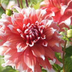 Dahlia 'Frost Nip', 'Frost Nip' Dahlia, Decorative Dahlias, Dinner Plate Dahlias, Dinnerplate Dahlias, Giant Dahlias, Bicolor Dahlias, Red Dahlias, Pink Dahlias, Dahlia Tubers, Dahlia Bulbs, Dahlia Flower, Dahlia Flowers, summer bulbs