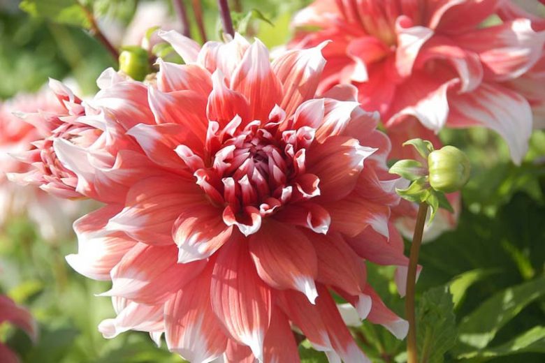 Dahlia 'Frost Nip', 'Frost Nip' Dahlia, Decorative Dahlias, Dinner Plate Dahlias, Dinnerplate Dahlias, Giant Dahlias, Bicolor Dahlias, Red Dahlias, Pink Dahlias, Dahlia Tubers, Dahlia Bulbs, Dahlia Flower, Dahlia Flowers, summer bulbs
