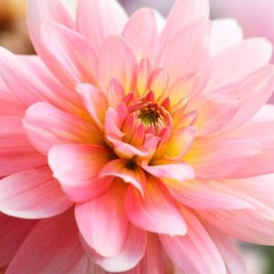 Dahlia 'Gerrie Hoeke','Gerrie Hoeke' Dahlia, Water Lily Dahlias, Waterlily Dahlias, Pink Dahlias, Dahlia Tubers, Dahlia Bulbs, Dahlia Flower, Dahlia Flowers, summer bulbs