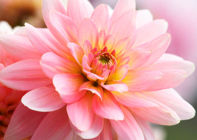 Dahlia 'Gerrie Hoeke','Gerrie Hoeke' Dahlia, Water Lily Dahlias, Waterlily Dahlias, Pink Dahlias, Dahlia Tubers, Dahlia Bulbs, Dahlia Flower, Dahlia Flowers, summer bulbs