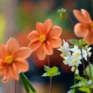 Dahlia Hemerik, Dahlia G.F. Hemerik, Orange Dahlias, Dahlia Mignon, Mignon Dahlias, Dwarf Dahlias