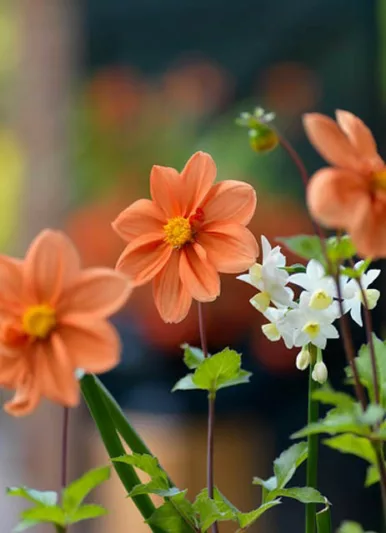 Dahlia Hemerik, Dahlia G.F. Hemerik, Orange Dahlias, Dahlia Mignon, Mignon Dahlias, Dwarf Dahlias
