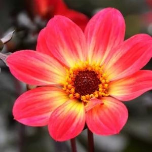 Dahlia 'Happy Single Flame','Happy Single Flame' Dahlia, Single-Flowering Dahlias, Red Dahlia Flowers, Dark-Leaved Dahlias, Dahlia Tubers, Dahlia Bulbs, Dahlia Flower, Dahlia Flowers, summer bulbs