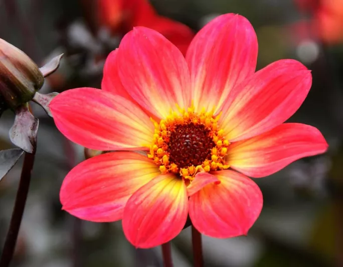 Dahlia 'Happy Single Flame','Happy Single Flame' Dahlia, Single-Flowering Dahlias, Red Dahlia Flowers, Dark-Leaved Dahlias, Dahlia Tubers, Dahlia Bulbs, Dahlia Flower, Dahlia Flowers, summer bulbs
