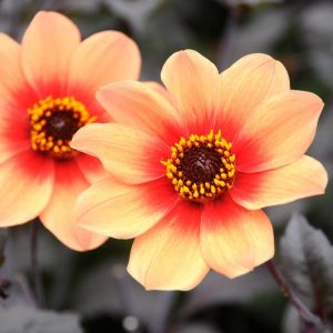 Dahlia 'Happy Single First Love''Happy Single First Love' Dahlia, Single-Flowering Dahlias, Orange Dahlia Flowers, Dark-Leaved Dahlias, Dahlia Tubers, Dahlia Bulbs, Dahlia Flower, Dahlia Flowers, summer bulbs