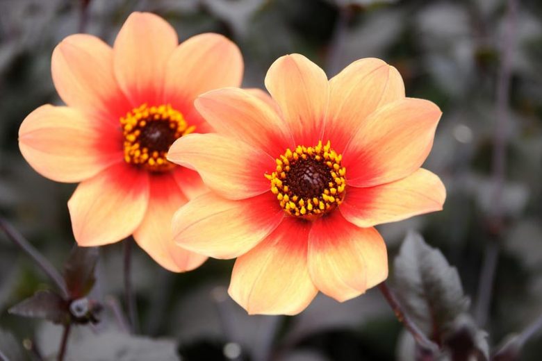 Dahlia 'Happy Single First Love''Happy Single First Love' Dahlia, Single-Flowering Dahlias, Orange Dahlia Flowers, Dark-Leaved Dahlias, Dahlia Tubers, Dahlia Bulbs, Dahlia Flower, Dahlia Flowers, summer bulbs