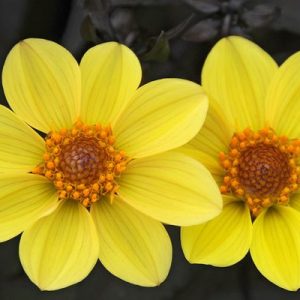 Dahlia 'Happy Single Party','Happy Single Party' Dahlia, Single-Flowering Dahlias, Yellow Dahlia Flowers, Dark-Leaved Dahlias, Dahlia Tubers, Dahlia Bulbs, Dahlia Flower, Dahlia Flowers, summer bulbs