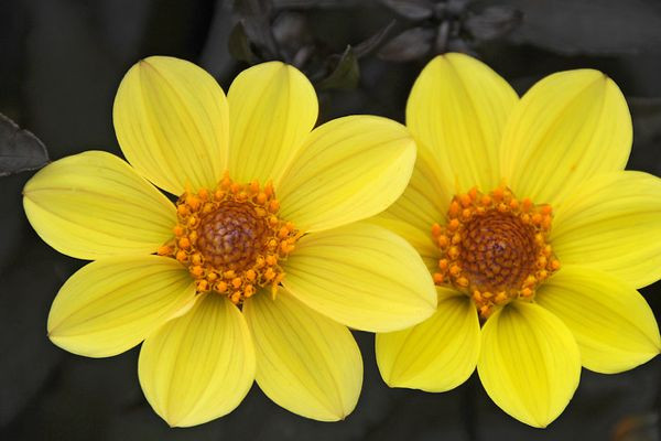 Dahlia 'Happy Single Party','Happy Single Party' Dahlia, Single-Flowering Dahlias, Yellow Dahlia Flowers, Dark-Leaved Dahlias, Dahlia Tubers, Dahlia Bulbs, Dahlia Flower, Dahlia Flowers, summer bulbs
