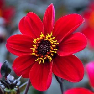 Dahlia 'Happy Single Romeo',''Happy Single Romeo' Dahlia, Single-Flowering Dahlias, Red Dahlia Flowers, Dark-Leaved Dahlias, Dahlia Tubers, Dahlia Bulbs, Dahlia Flower, Dahlia Flowers, summer bulbs