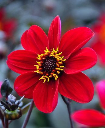Dahlia 'Happy Single Romeo',''Happy Single Romeo' Dahlia, Single-Flowering Dahlias, Red Dahlia Flowers, Dark-Leaved Dahlias, Dahlia Tubers, Dahlia Bulbs, Dahlia Flower, Dahlia Flowers, summer bulbs