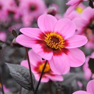 Dahlia 'Happy Single Wink','Happy Single Wink' Dahlia, Single-Flowering Dahlias, Pink Dahlia Flowers, Purple Dahlia Flowers, Dark-Leaved Dahlias, Dahlia Tubers, Dahlia Bulbs, Dahlia Flower, Dahlia Flowers, summer bulbs