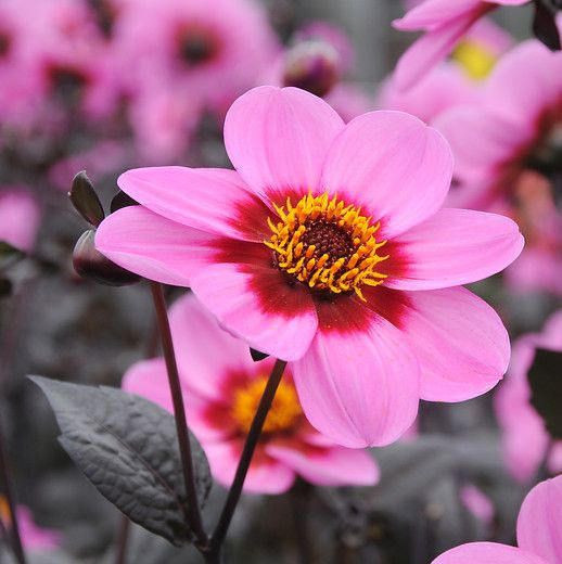 Dahlia 'Happy Single Wink','Happy Single Wink' Dahlia, Single-Flowering Dahlias, Pink Dahlia Flowers, Purple Dahlia Flowers, Dark-Leaved Dahlias, Dahlia Tubers, Dahlia Bulbs, Dahlia Flower, Dahlia Flowers, summer bulbs