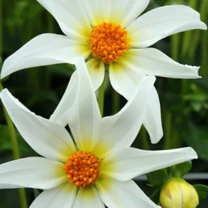 Dahlia Honka White, 'Honka White' Dahlia, Orchid Dahlias, Star Dahlias, Miscellaneous Dahlias, White Dahlia Flowers, Dahlia Tubers, Dahlia Bulbs, Dahlia Flower, Dahlia Flowers, summer bulbs