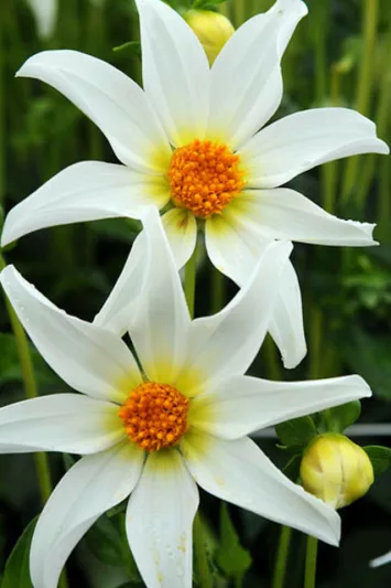 Dahlia Honka White, 'Honka White' Dahlia, Orchid Dahlias, Star Dahlias, Miscellaneous Dahlias, White Dahlia Flowers, Dahlia Tubers, Dahlia Bulbs, Dahlia Flower, Dahlia Flowers, summer bulbs