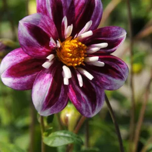 Dahlia 'Impression Fabula', 'Impression Fabula' Dahlia, Collarette Dahlias, Impression Dahlias, Purple Dahlia Flowers, Bicolor Dahlias, Dahlia Tubers, Dahlia Bulbs, Dahlia Flower, Dahlia Flowers, summer bulbs