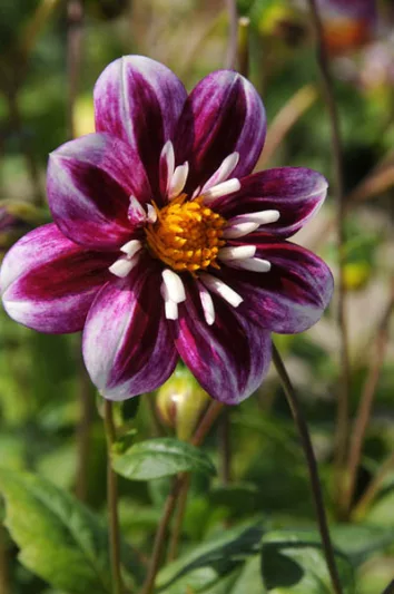 Dahlia 'Impression Fabula', 'Impression Fabula' Dahlia, Collarette Dahlias, Impression Dahlias, Purple Dahlia Flowers, Bicolor Dahlias, Dahlia Tubers, Dahlia Bulbs, Dahlia Flower, Dahlia Flowers, summer bulbs