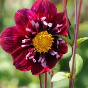 Dahlia 'Impression Fantastico', 'Impression Fantastico' Dahlia, Collarette Dahlias, Impression Dahlias, Purple Dahlia Flowers, Bicolor Dahlias, Dahlia Tubers, Dahlia Bulbs, Dahlia Flower, Dahlia Flowers, summer bulbs