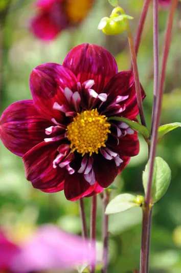 Dahlia 'Impression Fantastico', 'Impression Fantastico' Dahlia, Collarette Dahlias, Impression Dahlias, Purple Dahlia Flowers, Bicolor Dahlias, Dahlia Tubers, Dahlia Bulbs, Dahlia Flower, Dahlia Flowers, summer bulbs