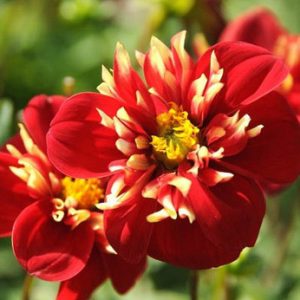 Dahlia 'Impression Festivo', 'Impression Festivo' Dahlia, Collarette Dahlias, Impression Dahlias, Red Dahlia Flowers, Bicolor Dahlias, Dahlia Tubers, Dahlia Bulbs, Dahlia Flower, Dahlia Flowers, summer bulbs