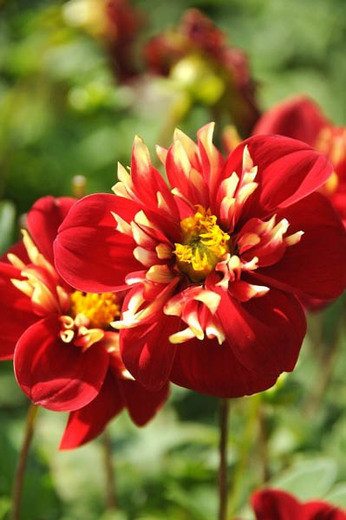 Dahlia 'Impression Festivo', 'Impression Festivo' Dahlia, Collarette Dahlias, Impression Dahlias, Red Dahlia Flowers, Bicolor Dahlias, Dahlia Tubers, Dahlia Bulbs, Dahlia Flower, Dahlia Flowers, summer bulbs