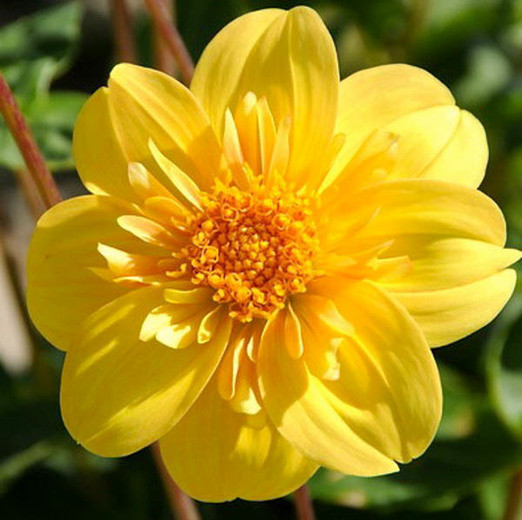 Dahlia 'Impression Fortuna', 'Impression Fortuna' Dahlia, Collarette Dahlias, Impression Dahlias, Yellow Dahlias, Dahlia Tubers, Dahlia Bulbs, Dahlia Flower, Dahlia Flowers, summer bulbs