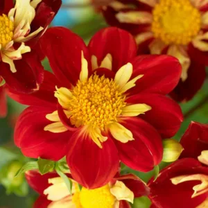 Dahlia 'Impression Fuego', 'Impression Fuego' Dahlia, Collarette Dahlias, Impression Dahlias, Red Dahlia Flowers, Bicolor Dahlias, Dahlia Tubers, Dahlia Bulbs, Dahlia Flower, Dahlia Flowers, summer bulbs