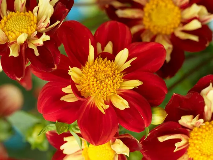 Dahlia 'Impression Fuego', 'Impression Fuego' Dahlia, Collarette Dahlias, Impression Dahlias, Red Dahlia Flowers, Bicolor Dahlias, Dahlia Tubers, Dahlia Bulbs, Dahlia Flower, Dahlia Flowers, summer bulbs
