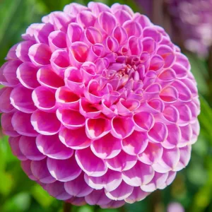Dahlia Isabel, Isabel Dahlia, Ball Dahlias, White Dahlias, Dahlia Tubers, Dahlia Bulbs, Dahlia Flower, Dahlia Flowers, summer bulbs, Purple Dahlias