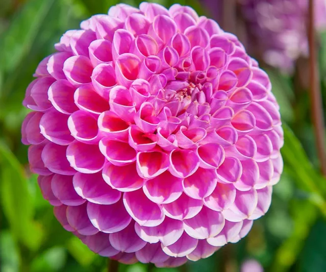 Dahlia Isabel, Isabel Dahlia, Ball Dahlias, White Dahlias, Dahlia Tubers, Dahlia Bulbs, Dahlia Flower, Dahlia Flowers, summer bulbs, Purple Dahlias