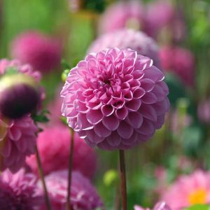 Dahlia 'Jan Van Schaffelaar','Jan Van Schaffelaar' Dahlia, Pompon Dahlias, Purple Dahlias, Dahlia Tubers, Dahlia Bulbs, Dahlia Flower, Dahlia Flowers, summer bulbs