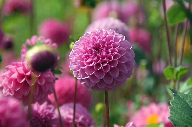 Dahlia 'Jan Van Schaffelaar','Jan Van Schaffelaar' Dahlia, Pompon Dahlias, Purple Dahlias, Dahlia Tubers, Dahlia Bulbs, Dahlia Flower, Dahlia Flowers, summer bulbs
