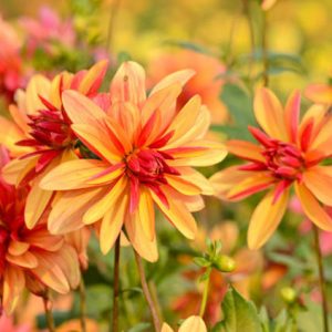 Dahlia 'Jescot Julie', 'Jescot Julie' Dahlia, Orchid Dahlias, Miscellaneous Dahlias, Orange Dahlias, Double Dahlias, Dahlia Tubers, Dahlia Bulbs, Dahlia Flower, Dahlia Flowers, summer bulbs