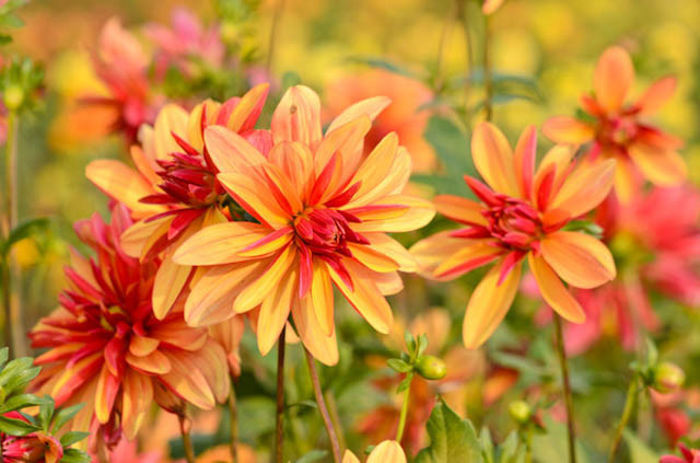 Dahlia 'Jescot Julie', 'Jescot Julie' Dahlia, Orchid Dahlias, Miscellaneous Dahlias, Orange Dahlias, Double Dahlias, Dahlia Tubers, Dahlia Bulbs, Dahlia Flower, Dahlia Flowers, summer bulbs