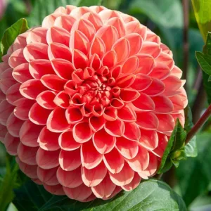 Dahlia Jomanda, IJomanda Dahlia, Ball Dahlias, White Dahlias, Dahlia Tubers, Dahlia Bulbs, Dahlia Flower, Dahlia Flowers, summer bulbs, Orange Dahlias