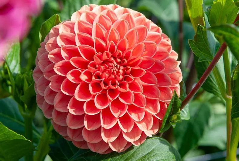 Dahlia Jomanda, IJomanda Dahlia, Ball Dahlias, White Dahlias, Dahlia Tubers, Dahlia Bulbs, Dahlia Flower, Dahlia Flowers, summer bulbs, Orange Dahlias