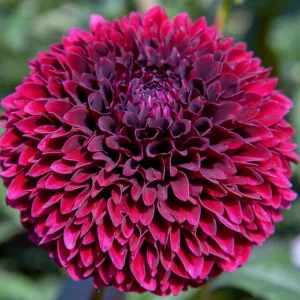 Dahlia Jowey Mirella, Jowey Mirella Dahlia, Ball Dahlias, White Dahlias, Dahlia Tubers, Dahlia Bulbs, Dahlia Flower, Dahlia Flowers, summer bulbs, Purple Dahlias